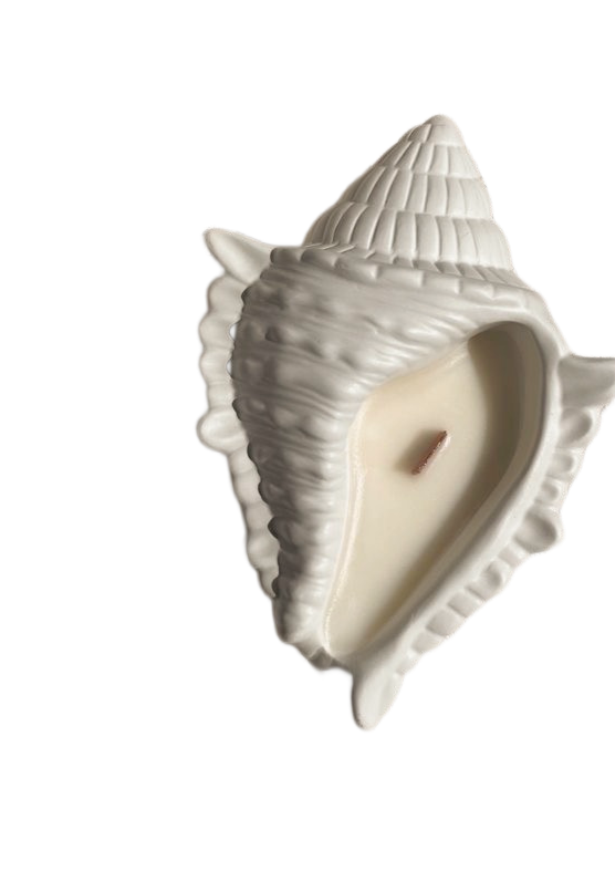 COQUILLAGE MADERE